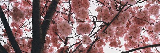 MarooNasy's profile banner image