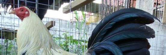 lalito1516's profile banner image
