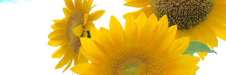 shopants's profile banner image