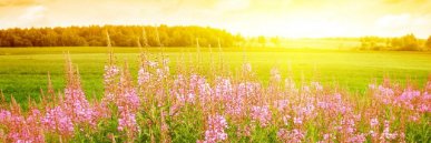 JOANA MENDEZ banner