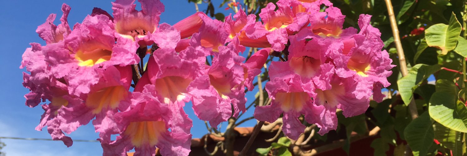 Marcia Blasques banner