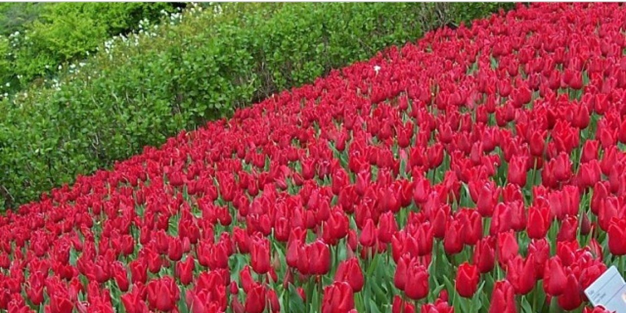 0090_nono's profile banner image