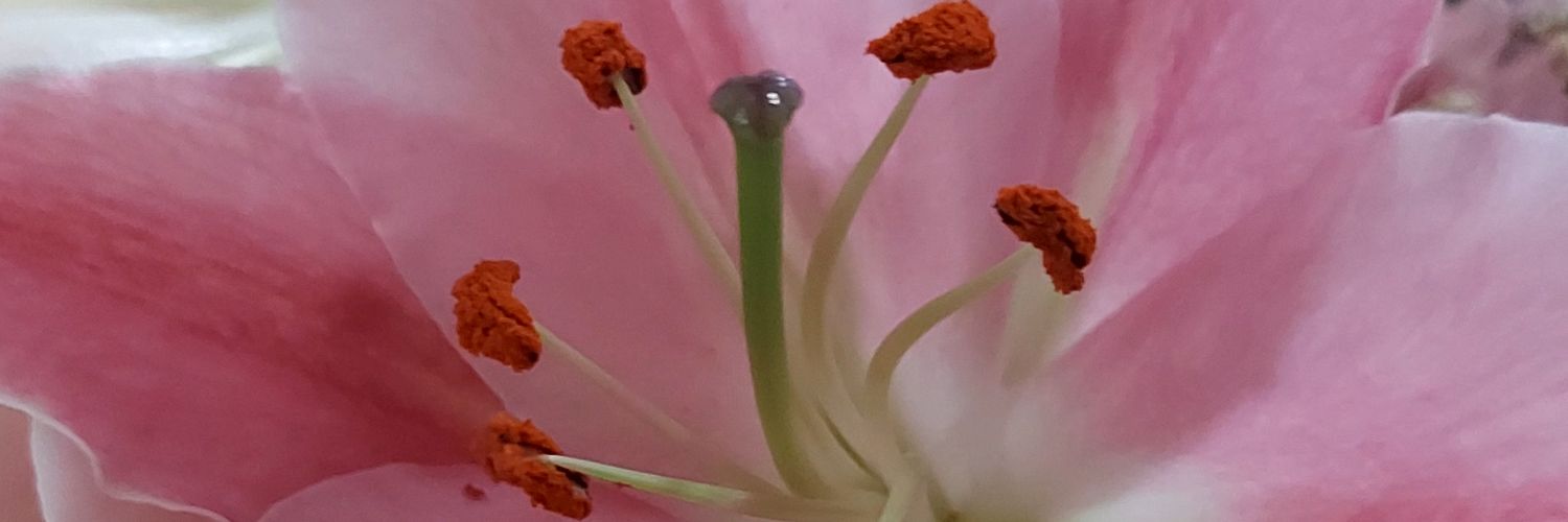 dymsyumnyuuuum🥟 banner