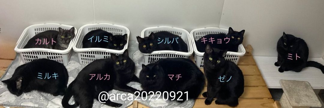 黒猫一家🐭's banner