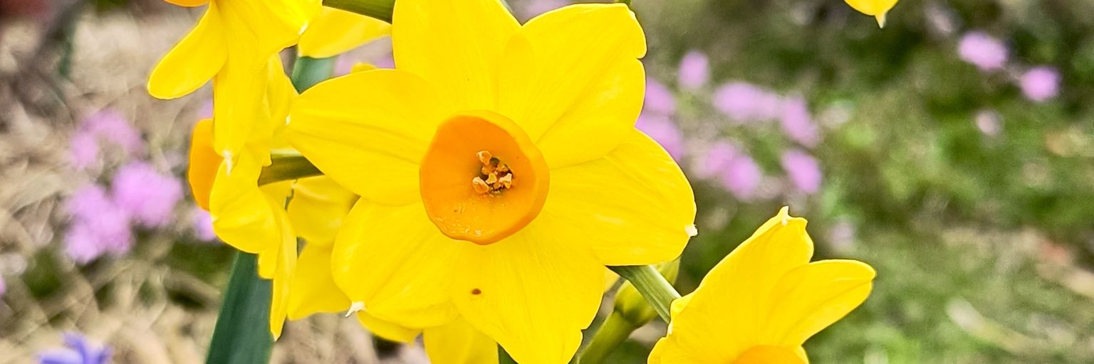 kutamiru's profile banner image
