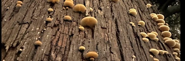 aidanmantine Profile Banner