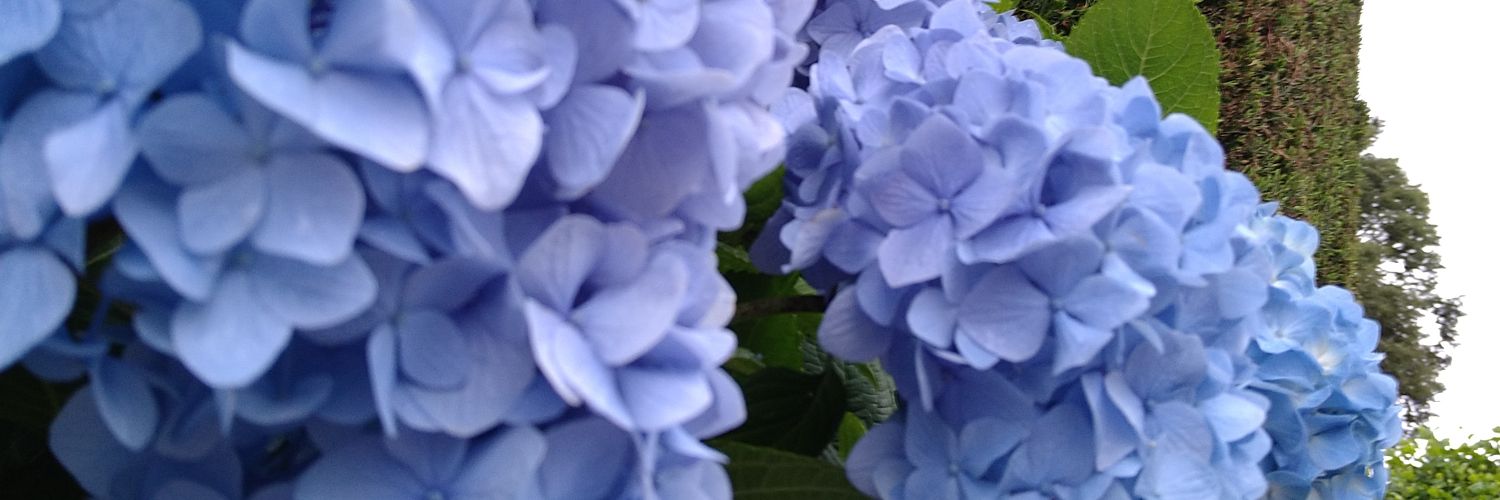 clearredfeeld's profile banner image