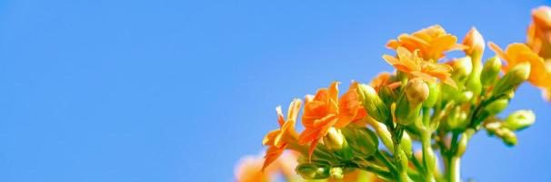 もち banner