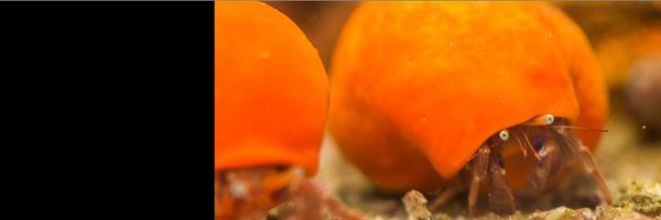 RevillaLab Profile Banner