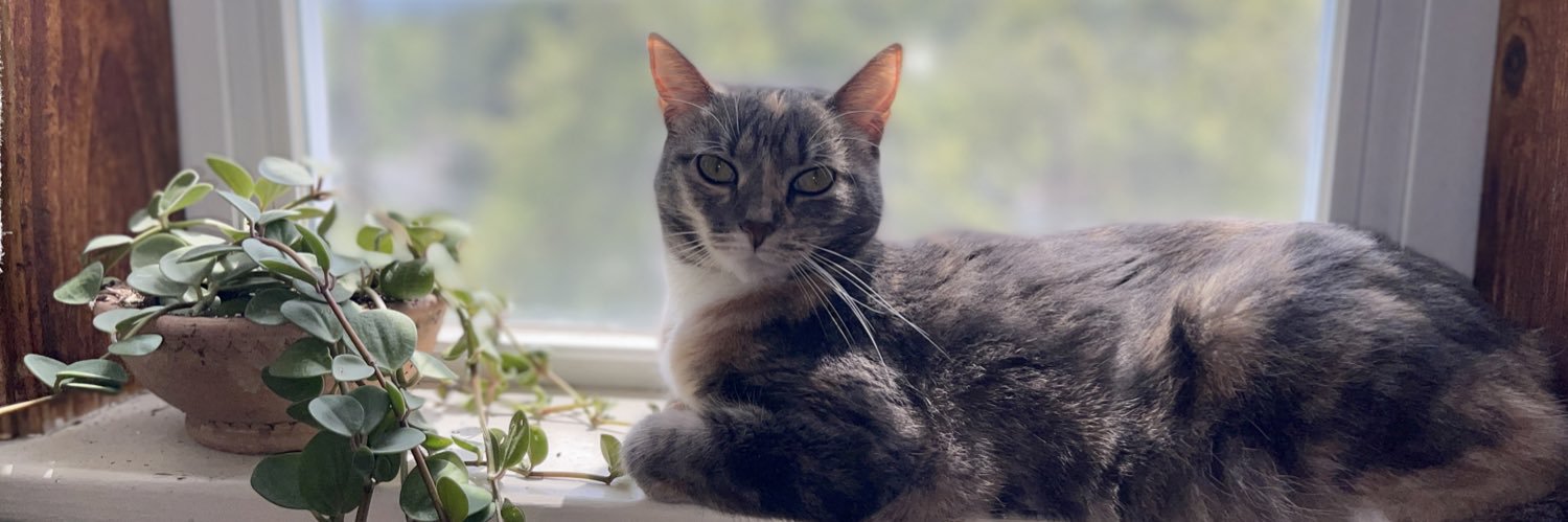 halie kines 🗞️ banner