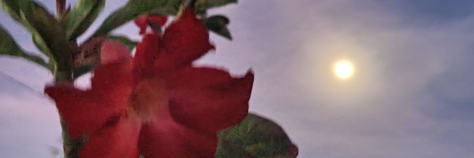 mollsdoe's profile banner image