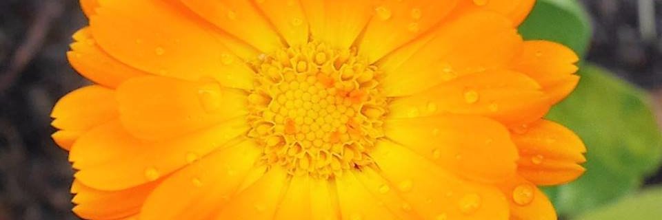 FG Community Garden banner