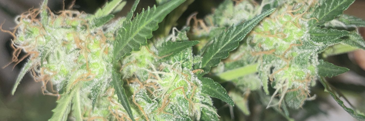 Pookie_Buds's profile banner image