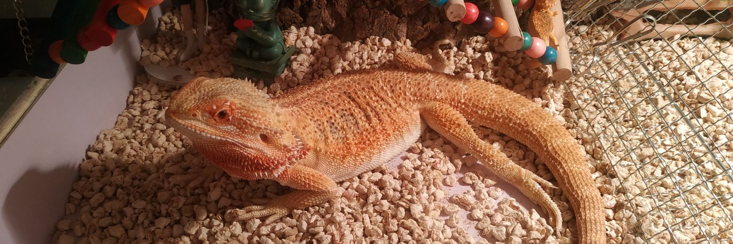 Nino's lemon💙 banner