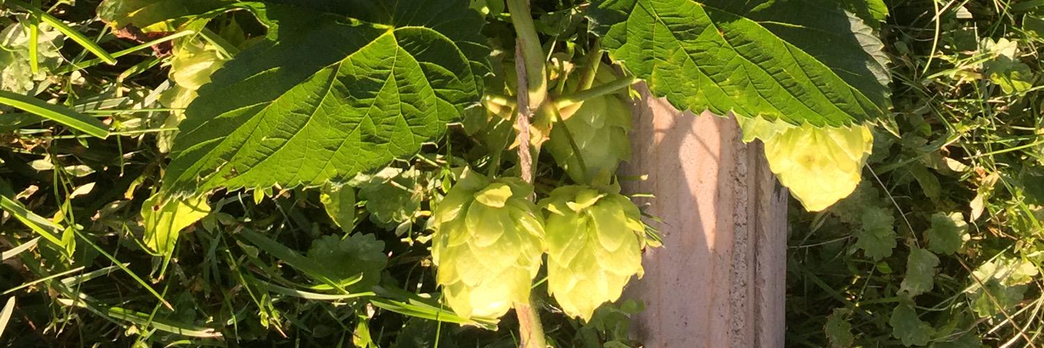 SpearBeer's profile banner image