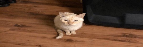 chrstprobin Profile Banner