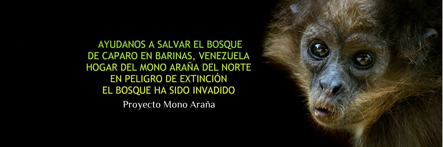 Diana Liz Duque banner