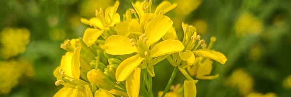 Jiarulanas43 Profile Banner