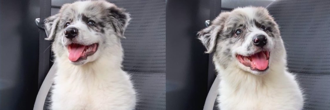 JasminaMCC's profile banner image