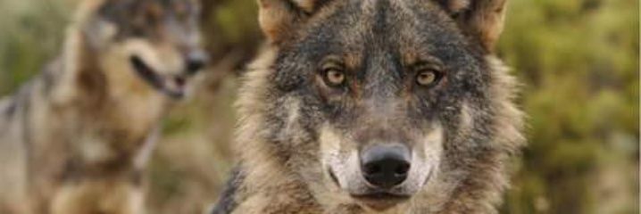 Wolverine 666 banner