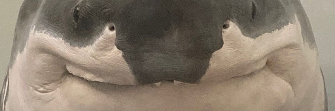 PrimeMatterius's profile banner image
