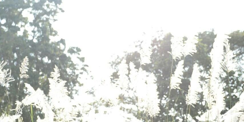 ꪔ̤̱ banner