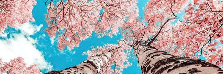ipeksavas's profile banner image