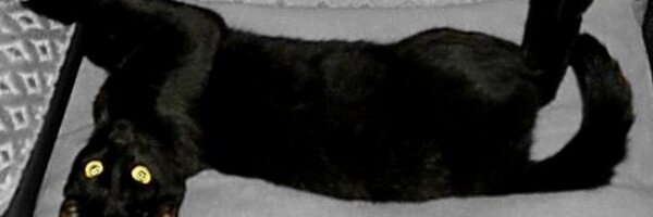 PumaKingCat Profile Banner