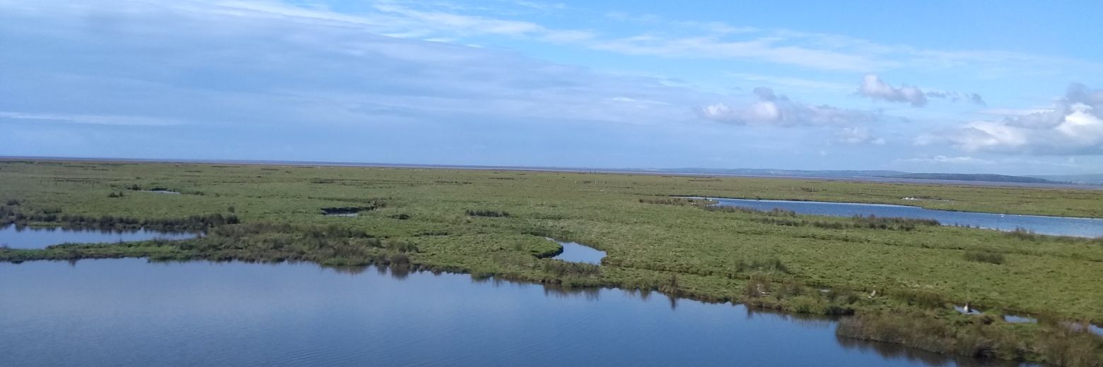 Daisy Flatman banner