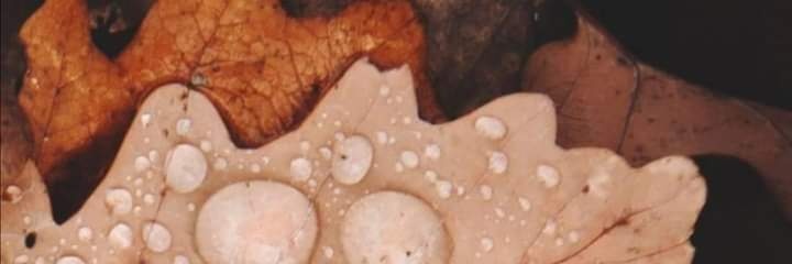 chrisethe banner