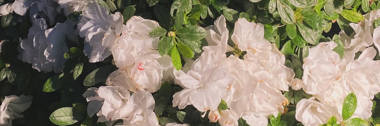 oreomas's profile banner image