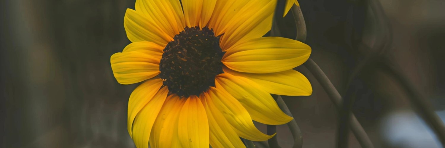 withafaristha's profile banner image
