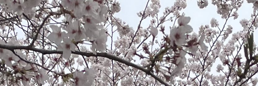 ohu1234's profile banner image