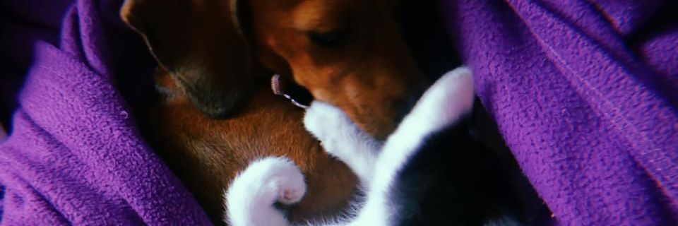 FernandaAisama1's profile banner image
