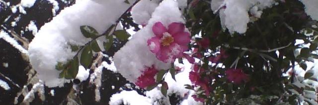 こげこげ/Settun@odin banner