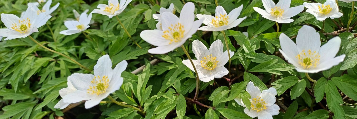 Kaffe🌻🍀 banner