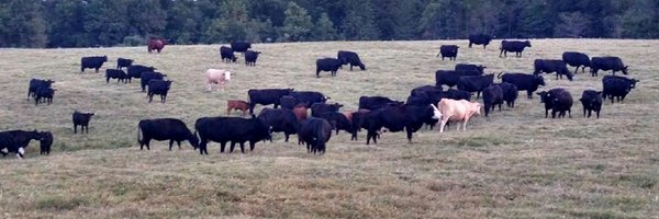 Carter_Cattle Profile Banner