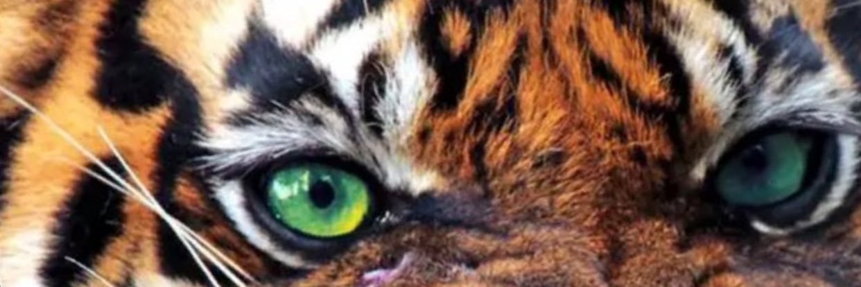 تميم فقط 🖤💛 banner