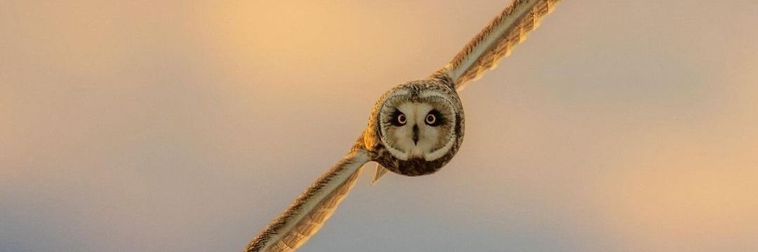 a food scientist 🐐 banner