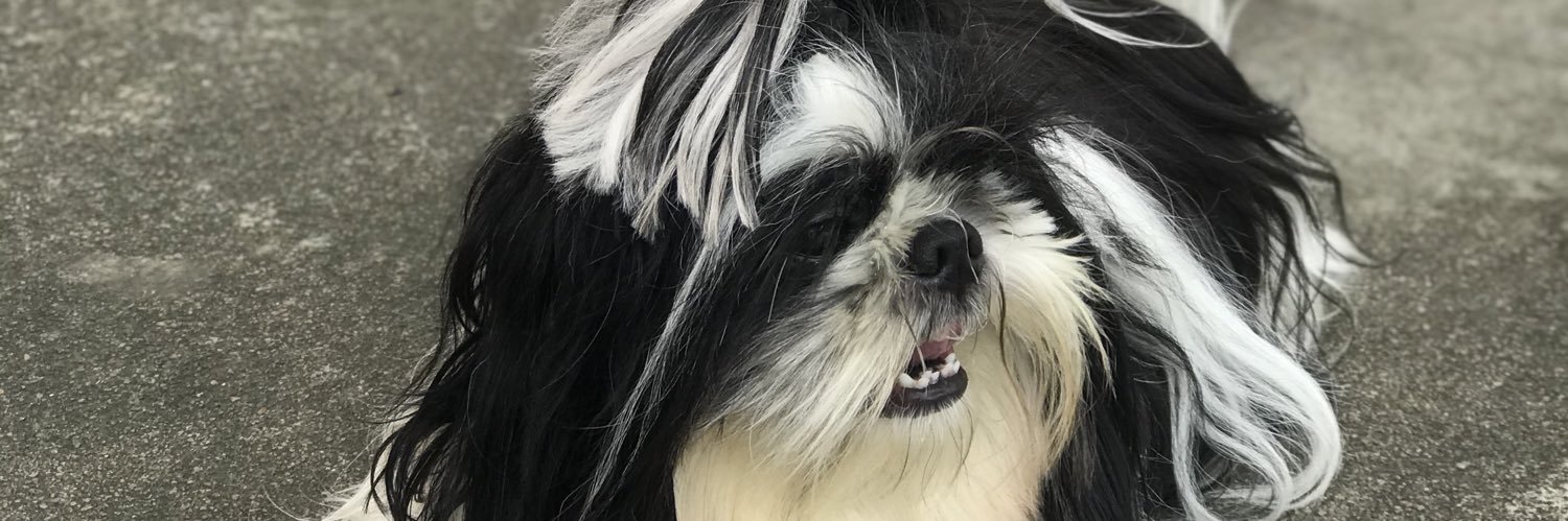 lailinhaaf's profile banner image