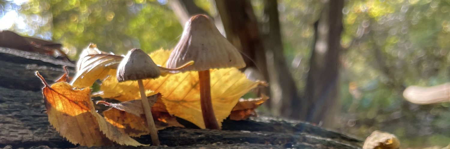 vicswift's profile banner image