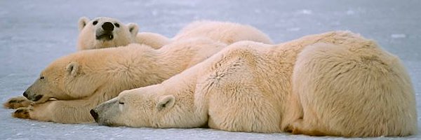 _CodeMerge Profile Banner