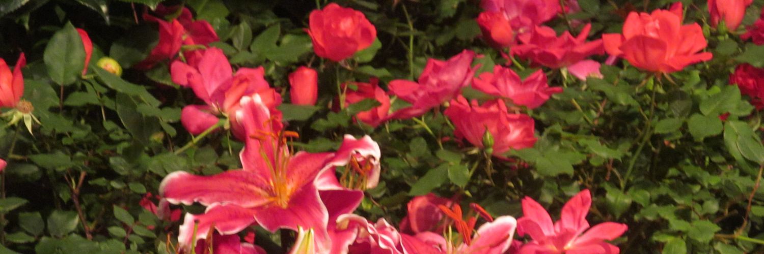 SoVerySweetDiva banner