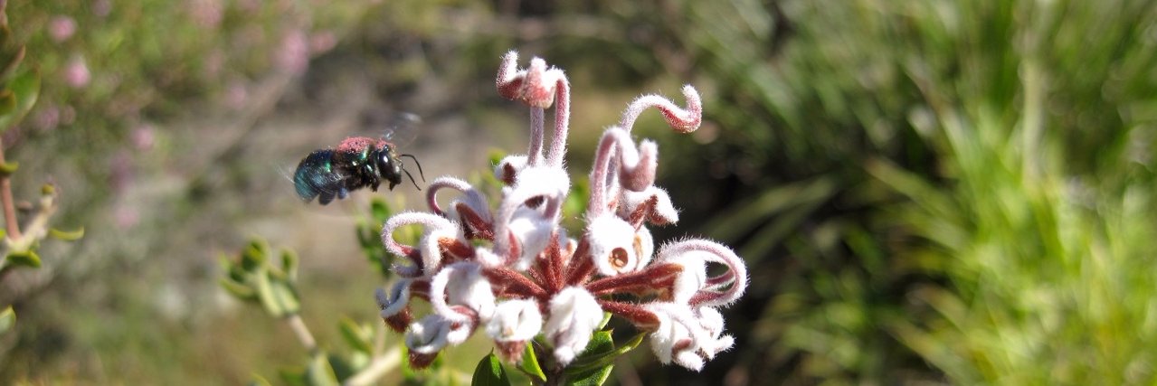 Dr Yvonne Davila banner