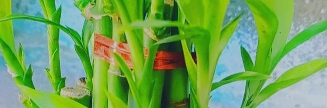 SCR6969's profile banner image