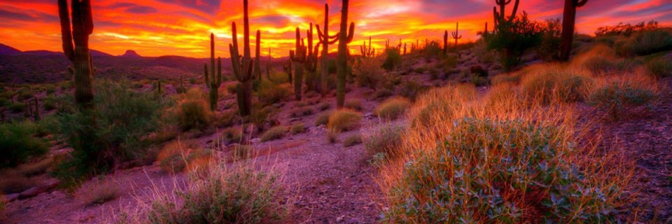 azsno banner