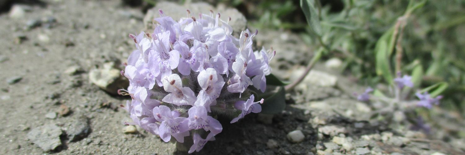 Maimoona Birjees banner