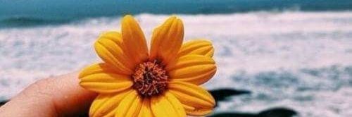 _ariadnalima's profile banner image