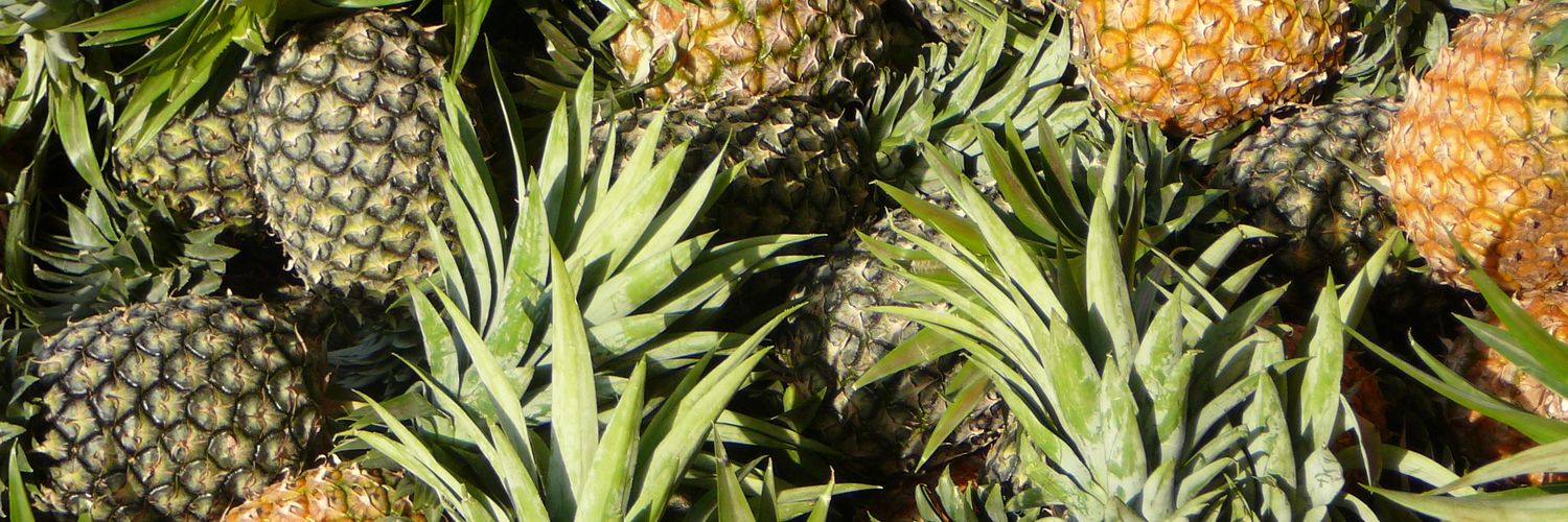 ᴾᴬᴷ ᴬᴳᵁᴺᴳ banner