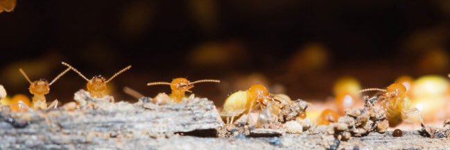 Termite banner